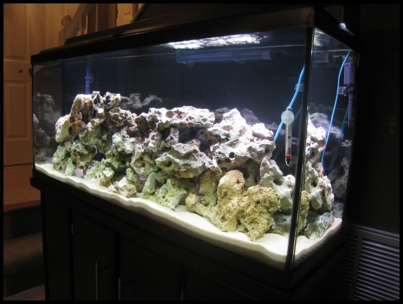 Black background, with black sand or with Pool filter sand? Cichlid